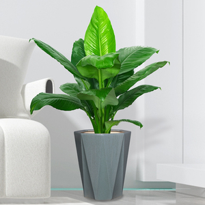 北京绿巨人盆栽万年青新房客厅除甲醛净化空气植物好养易活植物