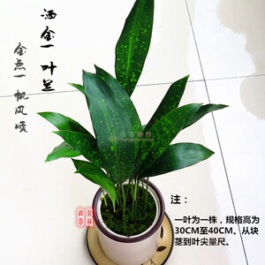 花叶一叶兰金边