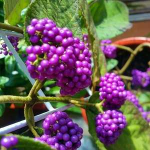 紫珠小苗盆栽多年生灌木紫色果实植物室内室外庭院绿化u植物花卉