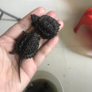 观赏龟宠物龟鳄鱼龟北美鳄t龟鳄龟活体小鳄龟苗外塘凶猛小乌龟活