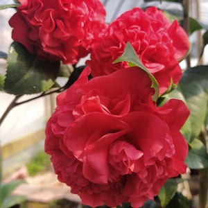 稀有大红品种金碧l辉煌名贵大牡丹山茶花茶花黑赤丹盆栽带花苞