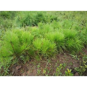 黄山松苗,黄山松小苗,迎客松苗,迎客松盆景