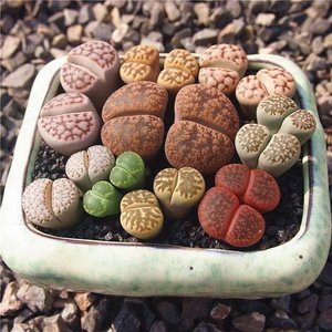 生石花大超大双头