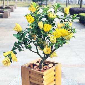佛手盆栽带果金华佛手苗果树盆景招财庭院花卉植物户外阳台植物