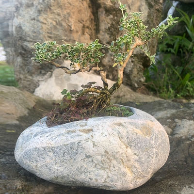 石头花盆大特大天然大号