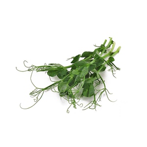 新鲜水培璇蔓豆苗30g pea shoots西餐食材摆盘装饰素食沙拉豌豆苗