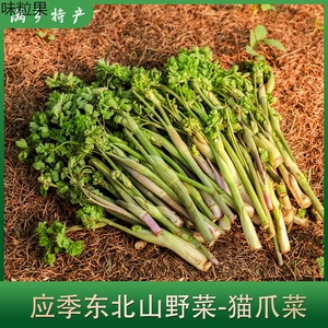东北山菜山野菜猫爪子野菜新鲜蘸酱菜500克顺丰