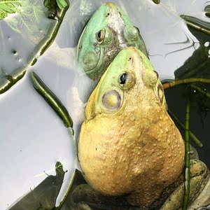 虎纹蛙蝌蚪图片