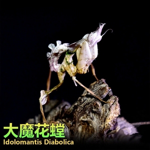 包邮现货大魔花螳螂 螳螂活体 爬 兰花螳螂宠物摄影昆虫生日礼物