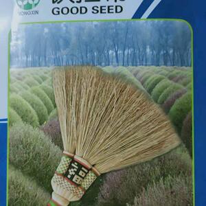 铁扫把种子 地麦种子 扫帚种子 落帚地伏 铁扫帚种子 地肤子种子