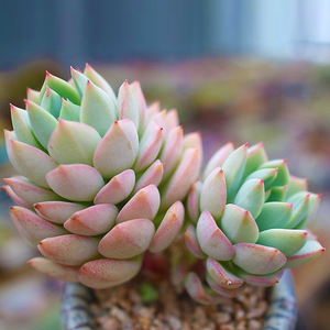 群月冠大群生多头老桩 多肉植物花卉绿植盆栽办公室小盆景