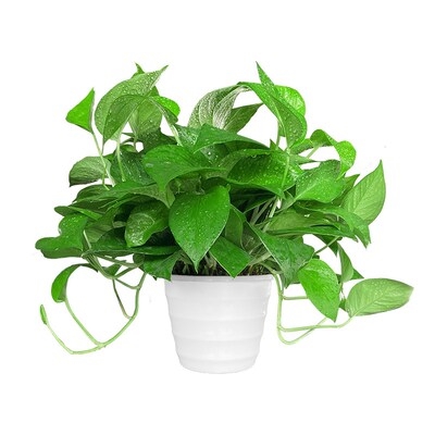 房间花卧室甲醛克星 植物 吸甲醛家里盆栽客厅真花u餐桌观赏绿植