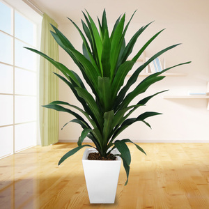 武汉同城 大型绿植青叶也门铁盆栽 办公室公司大堂室内好养大植物