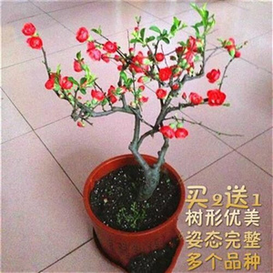 铁杆海棠花苗盆景老桩树苗庭z院带花苞kl发货四季海棠花盆栽花卉