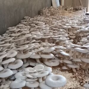 平菇菌种玉米芯种植平菇1包1000克黑平菇菌盆栽喷水出菇