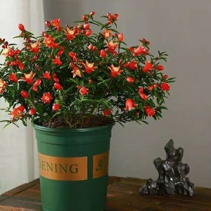 热销潮汕红花石榴花仙草抹草春草吉祥草阳台盆栽喜庆吉祥植物花卉