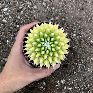 银春锦迎春超大仙人球自然锦开花仙人掌类多肉植物盆栽室内