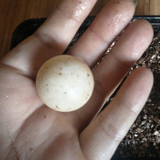 乌龟蛋可以孵化乌龟蛋受精蛋种蛋鳄龟蛋家庭孵化乌龟卵龟.