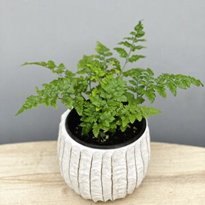 新品高山羊齿蕨盆栽芒叶羊齿叶室内阳台花d园花艺装饰