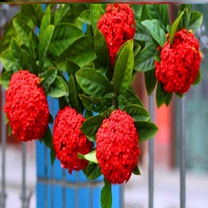 红色中华木绣球斗球木本树苗庭院大花球盆地栽别墅花卉木质秀锈球