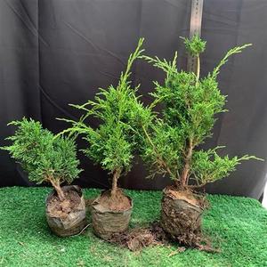 000人付款淘宝龙柏小苗护栏绿色用苗行道两侧苗龙柏树苗崖柏纪州真柏