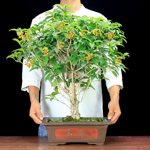 桂花桩桂花树桩盆景