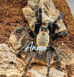 巴赫马地老虎宠物蛛蜘捕鸟蛛量限好价