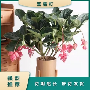 园艺工具用品喷壶洒水壶花铲彩带拉花灯笼丝带花肥花药营养液0人付款