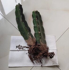 三角掌嫁接钻木三角柱仙人球蟹爪兰能嫁接三棱箭观b茎植物多用新