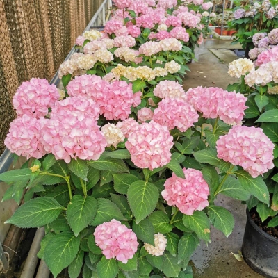 新i品无尽夏绣球盆栽7加仑八仙花容易楼顶木本花卉庭院绣球花阳台