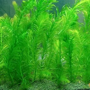 活冠草水草鱼净水活草水缸淡物植鱼活小物水海缸缸植真鱼九草绿oi