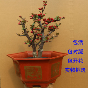 新千鸟海棠海棠花一p物一拍新品种红色无刺办公司阳台客厅庭院