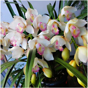 大花惠兰兰花苗带t花苞虎头兰名贵稀有慧兰兰花红嘴云南兰花名品