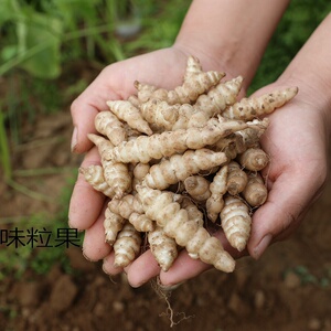 tb5371461696淘宝新鲜螺丝菜宝塔菜地环地蚕玉珠地葫芦甘露泡咸菜地