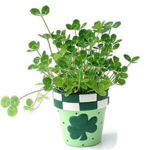 四叶草花盆栽幸运草三叶草