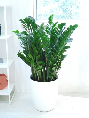 金钱树大树木盆栽植物室内客厅f家庭办公室绿植乔迁送礼招财四季