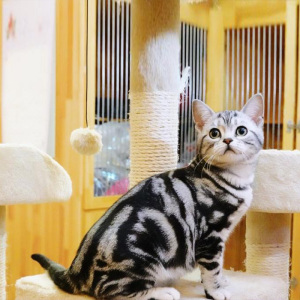 纯种美短虎斑幼猫虎纹美短起司加白银棕虎斑宠物猫活体折耳曼基康