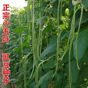 【江西小五叶豇豆种子】菜园易种蔬菜种子早熟高产小叶长豆角种子