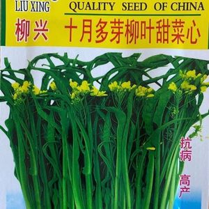 柳叶菜心种子桂林甜脆菜心种阳台蔬菜种籽盆栽秋冬菜籽原包装包邮