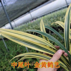 兰花苗日向金边墨兰浓香型好养高档线艺冬季花苞花卉盆栽