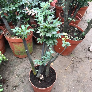 沉香木盆栽室内