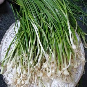 新鲜苦藠小根蒜团葱苦芥苦叫小蒜头四川茭头野生葱头薤白500g包邮