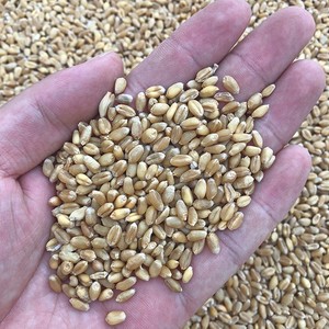 n小麦粒农家小麦榨汁小麦钓鱼饵鸡鸭h鹅鸟鸽饲料干麦粒5斤装b