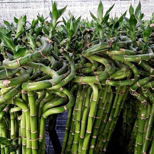 转运g竹富贵竹水培水养土栽植物t花卉室内绿植客厅小盆栽竹子盆.