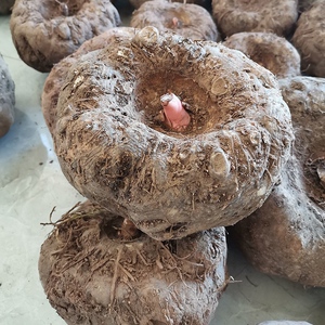 000人付款淘宝云南农家自种新鲜魔芋5斤装魔芋头魔芋