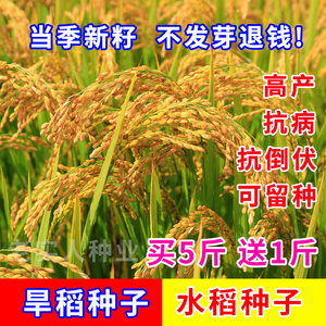 优质家用水稻种子高产水稻种孑旱稻种籽子东北大米糯米香稻子包邮