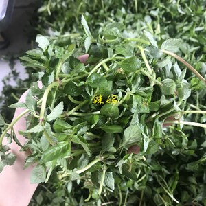 云南特产水香菜