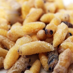 云南特产虫子5kg野生脚蜂蜂蛹速冻脚蜂嫩蛹食用昆虫产地直供