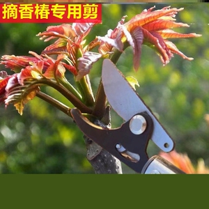 采摘香椿芽神器