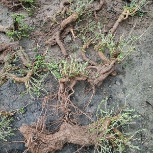 野生枸杞造型树桩盆景盆栽绿植野生枸杞盆栽专用野生树桩一物一拍